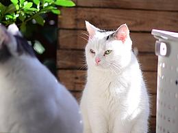 【猫】阳光是最好的滤镜