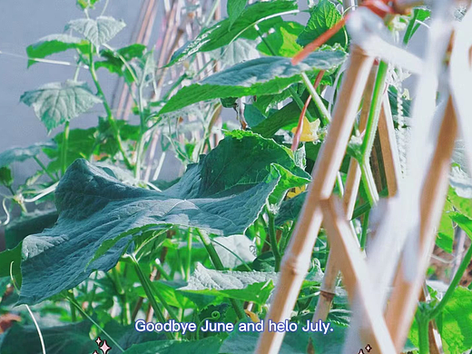 生活日记