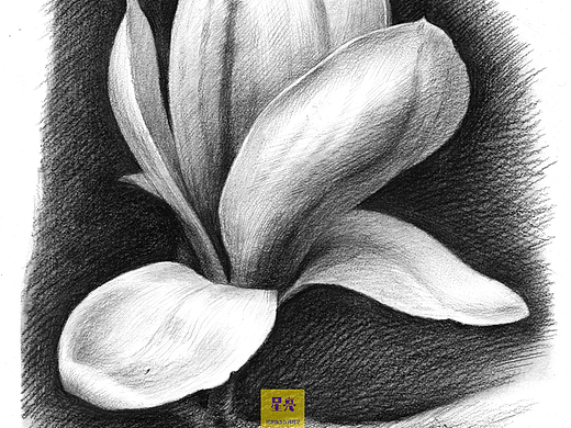 素描花卉绘画玉兰花手绘
