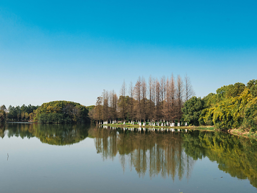 春天湖边的数目倒影