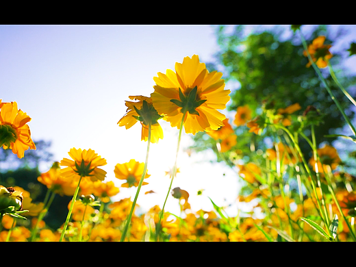 儿童MV（个人主页-ZNjc4Mjc5NjA=） - MV - 站酷设计师随月出山去原创素材 - 站酷ZCOOL