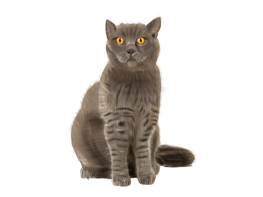 手绘-英短蓝猫(厚涂)