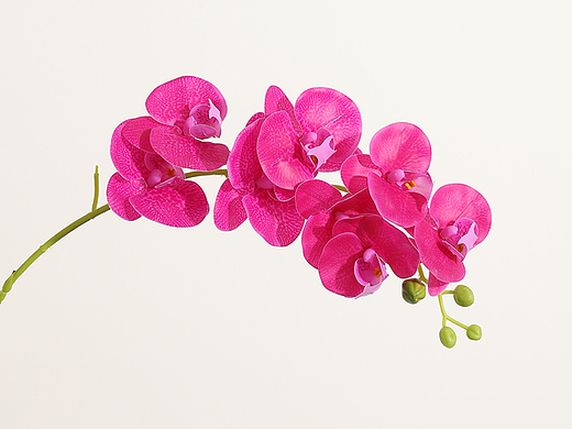 花（個(gè)人主頁-ZNjU2MzY5Njg=） - 產(chǎn)品攝影 - 站酷設(shè)計(jì)師木井升原創(chuàng)素材 - 站酷ZCOOL