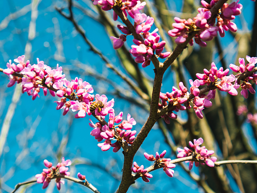 春天的使者：粉色花朵盛开