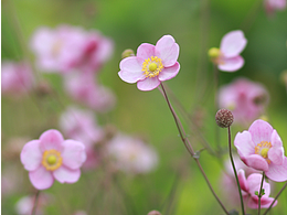 山里的野棉花