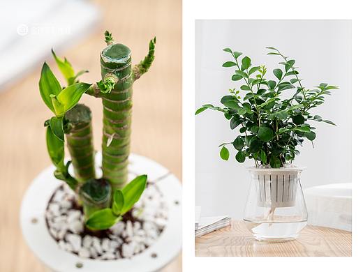 装饰植物图片拍摄