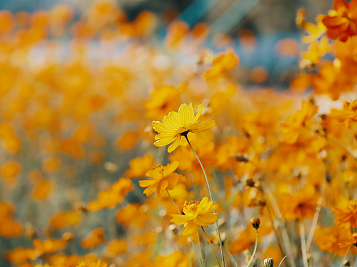 摄影 • 未知花名的小花与蜜蜂（个人主页-ZNjMwNTk2MzY=） - 风光摄影 - 站酷设计师逍遥妖妖欣原创素材 - 站酷ZCOOL
