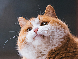 克查2023猫片盘点