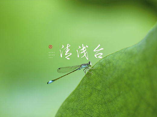 清浅台——庭院餐厅的宋词之美