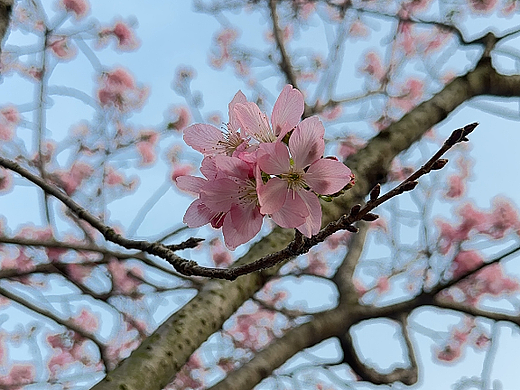 樱花