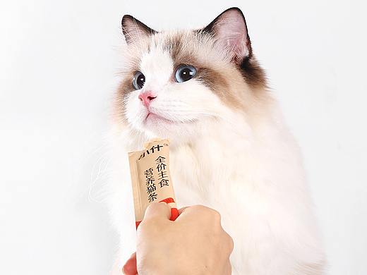 猫条详情页
