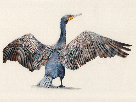 彩铅画《鸬鹚》