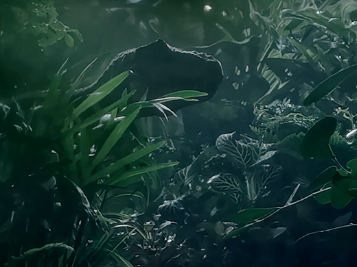 🦕阳台上长恐龙啦!来场阳台侏罗纪冒险!