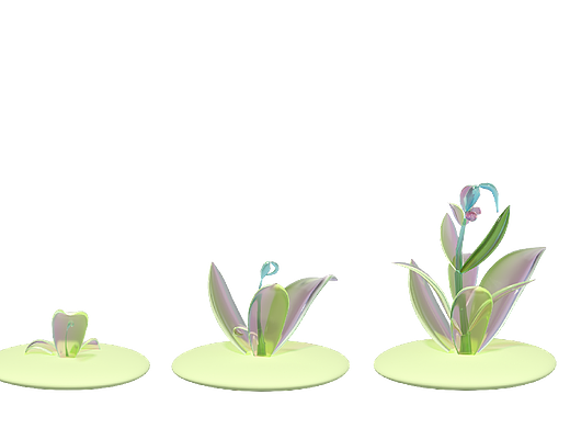舞动的植物——大花杓兰