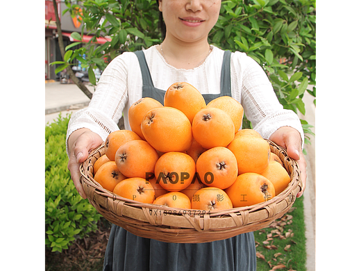 新鲜枇杷图片，详情，视频全套可商用素材