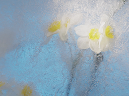 时尚短片｜Molly Tea｜冥想东方