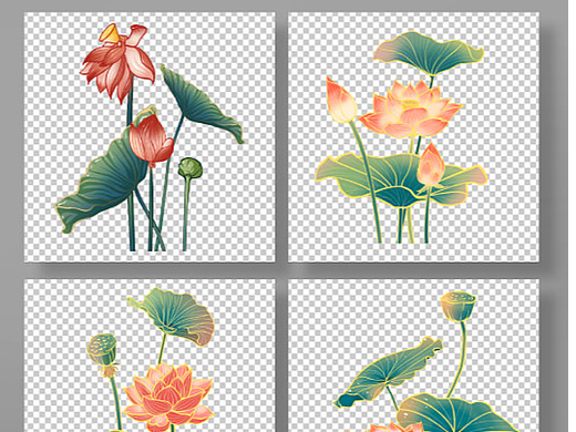 荷花插画
