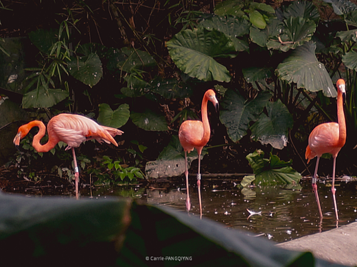 相冊整理——（動物篇）（個人主頁-ZNjQ5NTcxMDQ=） - 風光攝影 - 站酷設計師竹葉葛青原創(chuàng)素材 - 站酷ZCOOL