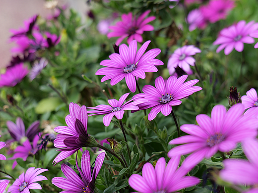 紫花
