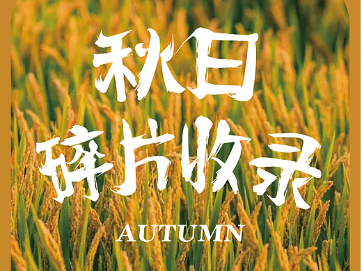 第四次作业打卡 | 秋日碎片收录