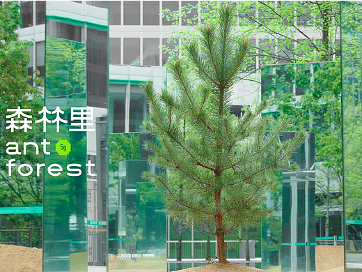 蚂蚁森林里