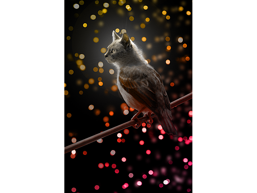 PS特殊效果合成，第二波（个人主页-ZNjcxNTk4MDg=） - 图案 - 站酷设计师神雕Condor原创素材 - 站酷ZCOOL