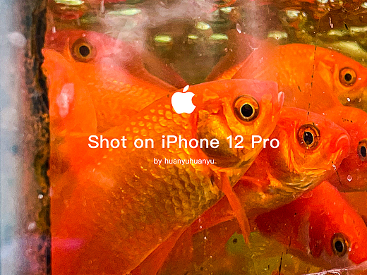 「Shot on iPhone 12 Pro」花鸟市场的快乐