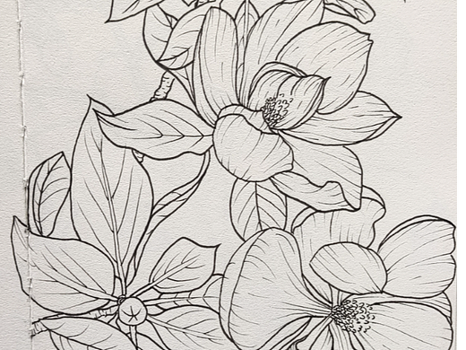 花卉线稿练习（个人主页-ZNjU3NjU0NjA=） - 创作习作 - 站酷设计师莞尔WanEr原创素材 - 站酷ZCOOL