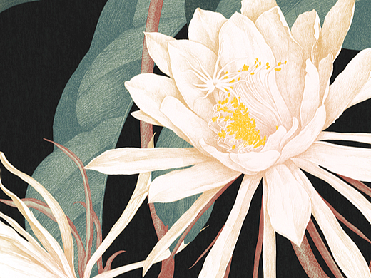 化妆品包装花卉插画系列