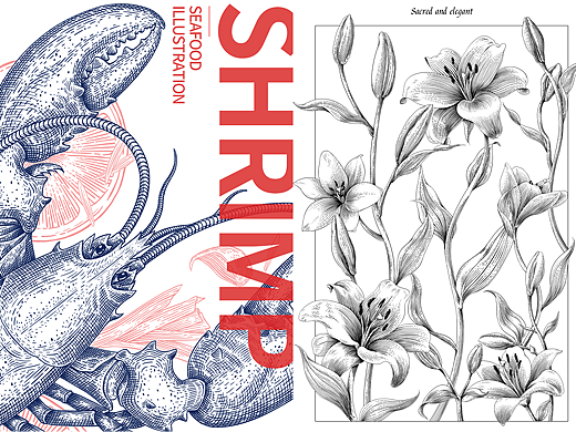 百合花/虾——商业插画版画风