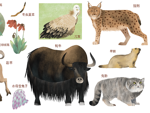 动物/植物 科普类插画