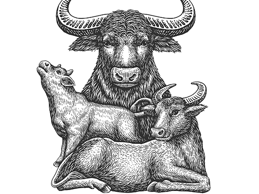 牛年生肖酒插画（附手绘视频）
