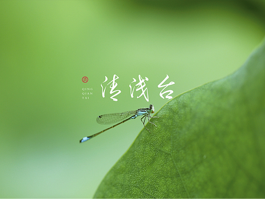 清浅台｜庭院餐厅的宋词之美