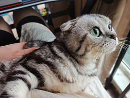 猫猫可爱捏