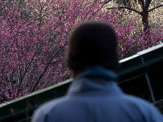 国清寺丨千年古刹,千年隋梅