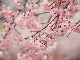 樱花盛开的季节🌸