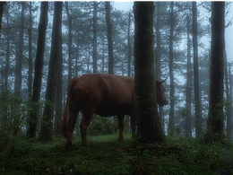 2022~5月~煙雨梁王山