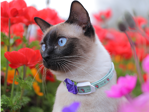 原创/摄影/宠物摄影