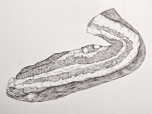 五花肉钢插画