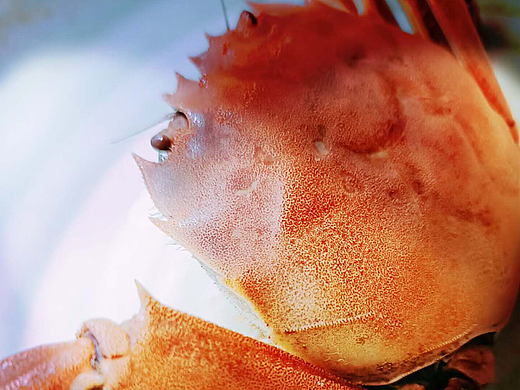 蟹蟹有你