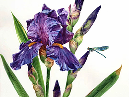 鸢尾花与蜻蜓