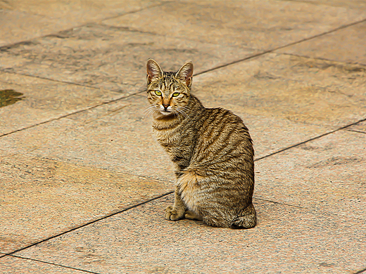 猫咪（个人主页-ZNjQxMjM2MjA=） - 产品摄影 - 站酷设计师Z367503937原创素材 - 站酷ZCOOL