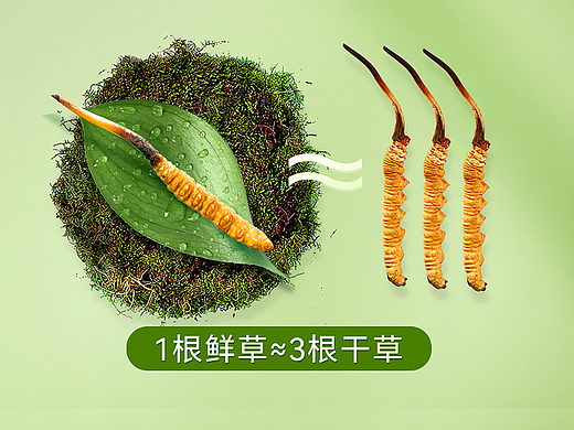 新鲜冬虫夏草详情滋补品详情绿色页面