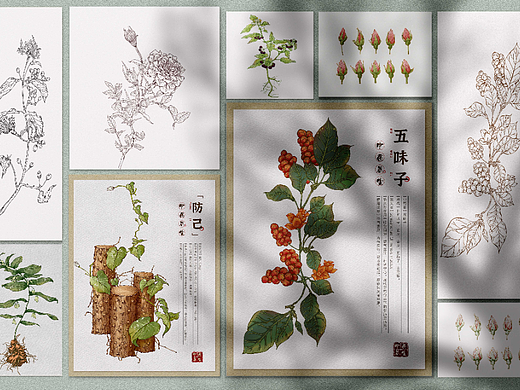 本草纲目-中草药手绘插画图鉴