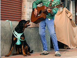 街巷里的老人與狗