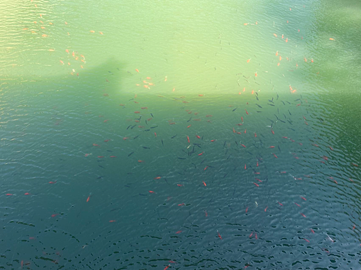 脚步经过