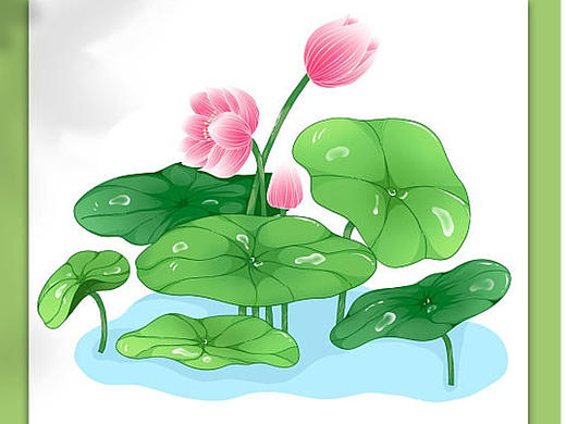 荷花插画