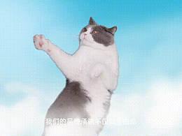 STENCYH X 《猫猫的奇幻世界》X Dir Cut