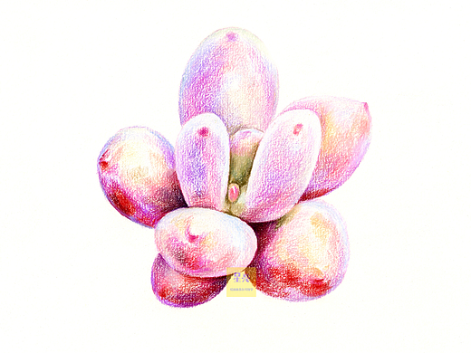 彩铅多肉绘画