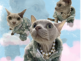 德文卷毛猫穿搭分享